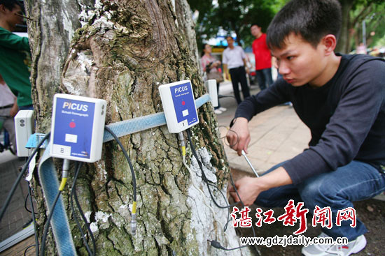 广东行道树病虫害