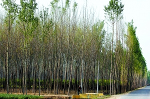 北京：房山区白蛾肆虐啃坏百亩树林村民束手无策