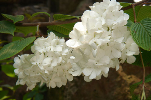 琼花