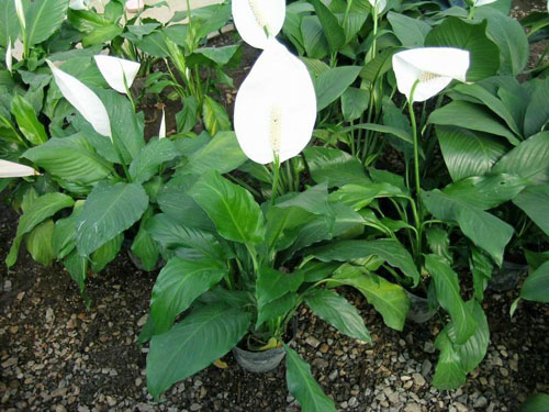 银苞芋