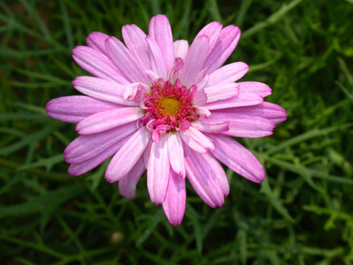 玛格丽特花