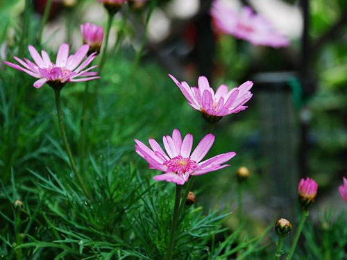 玛格丽特花