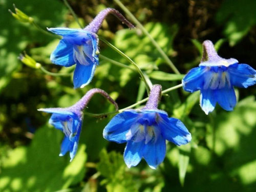 翠雀花