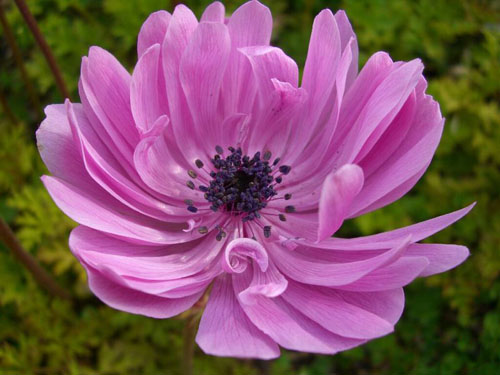 银莲花