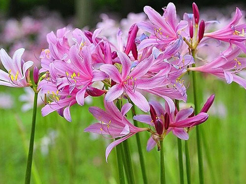 换锦花