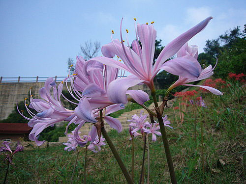 换锦花