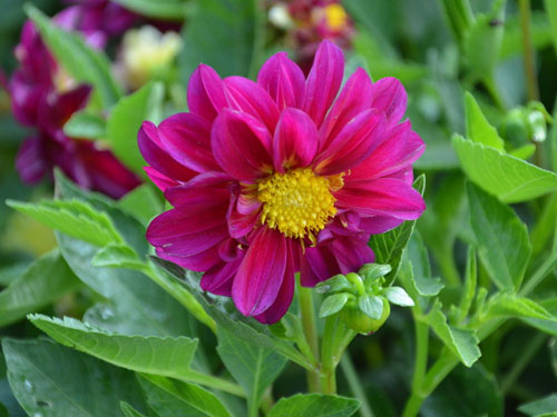 小丽花