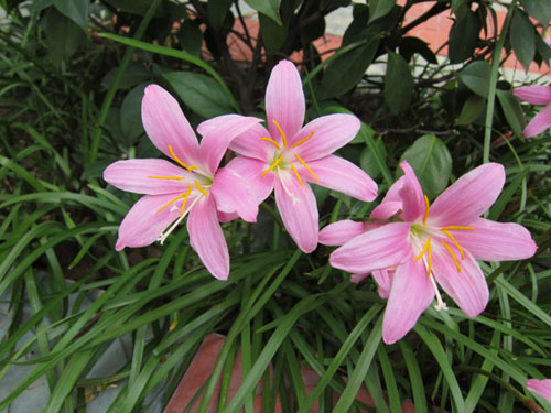 风雨花
